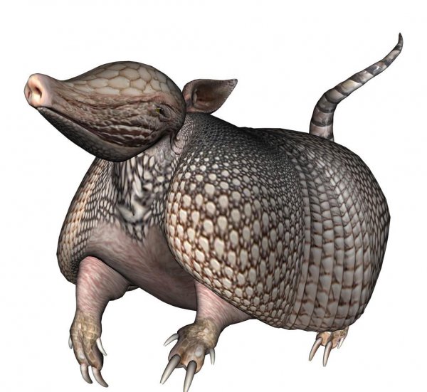 犰狳是什么动物简介