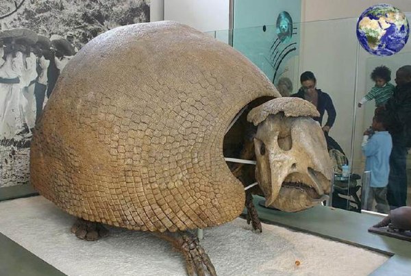 犰狳是什么动物简介