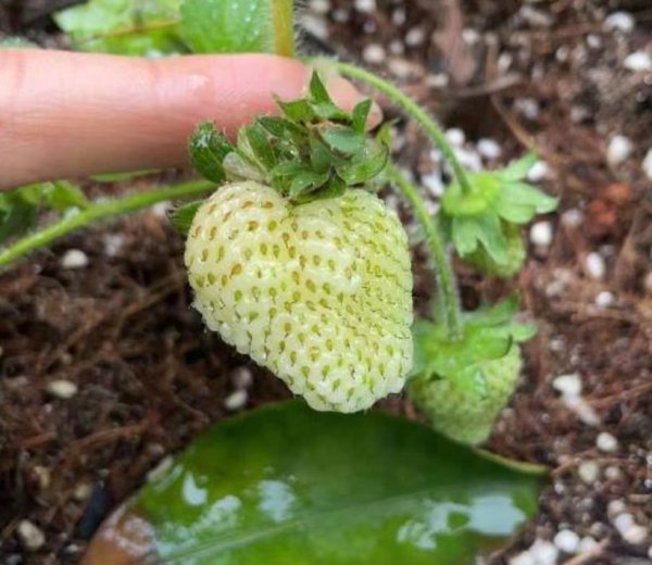 草莓什么时候种植最好