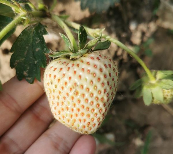 草莓什么时候种植最好