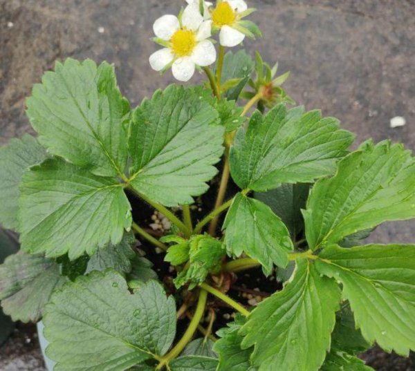 草莓什么时候种植最好