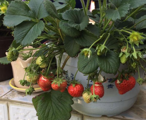 草莓什么时候种植最好