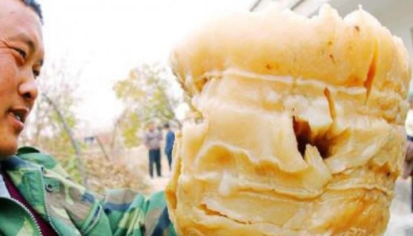 世界上三大不死的动物是什么