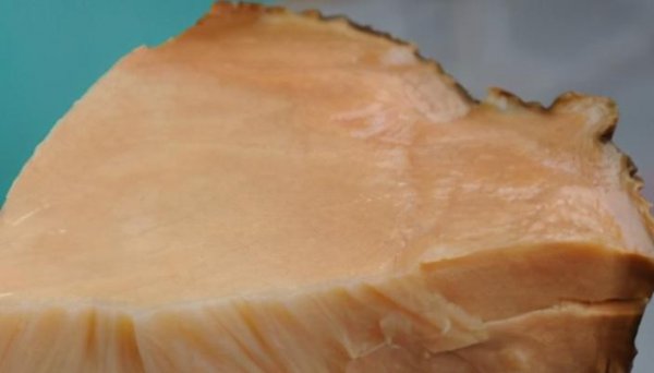 世界上三大不死的动物是什么