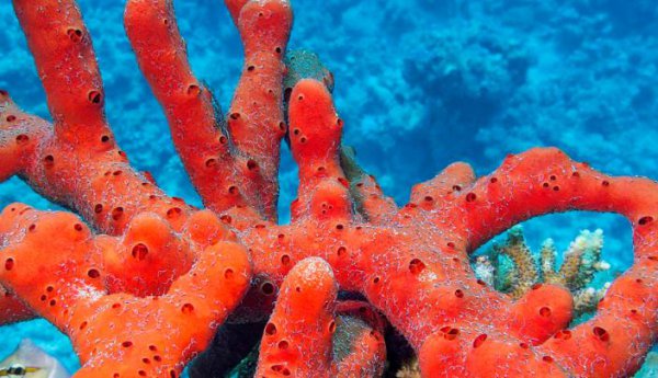 世界上三大不死的动物是什么