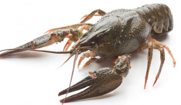 世界上三大不死的动物是什么