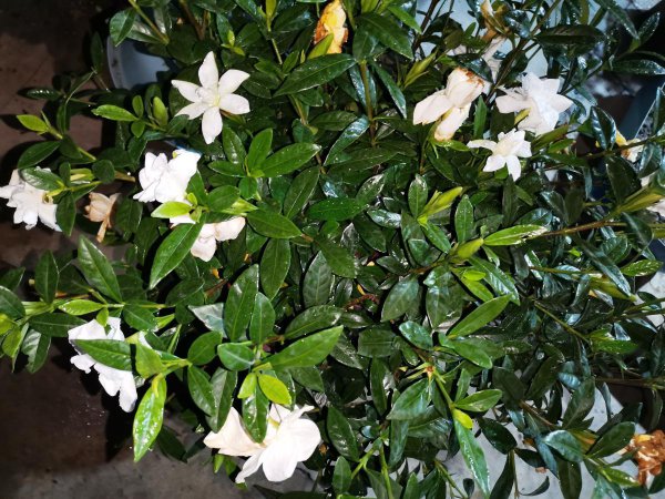 栀子花可以放在卧室吗