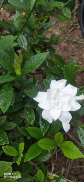 栀子花可以放在卧室吗