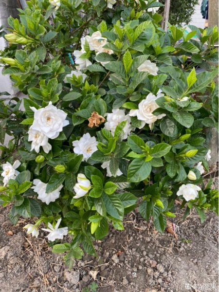 栀子花可以放在卧室吗