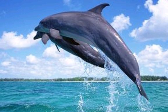 海豚是一种很污的动物