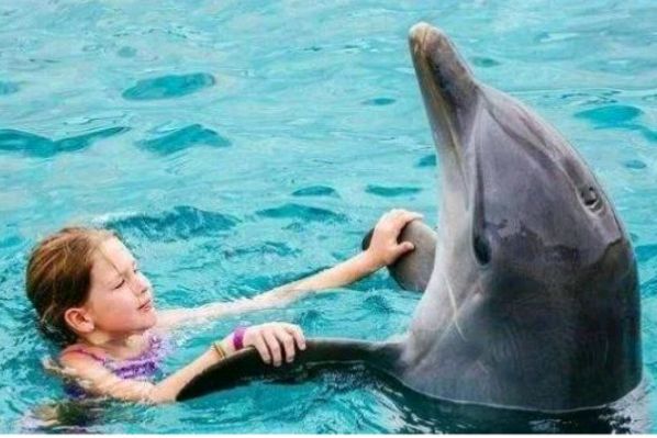 海豚是一种很污的动物