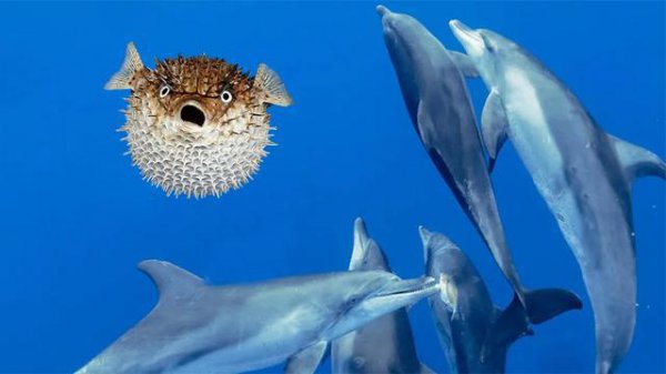 海豚是一种很污的动物