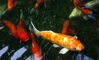 养的鱼的嘴巴烂了怎么办 鱼的嘴巴溃烂应该怎么处理