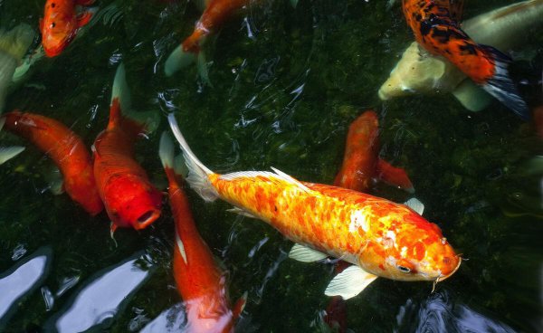 养的鱼的嘴巴烂了怎么办