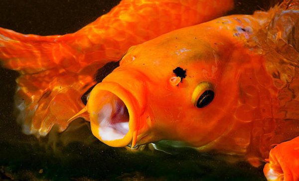 养的鱼的嘴巴烂了怎么办