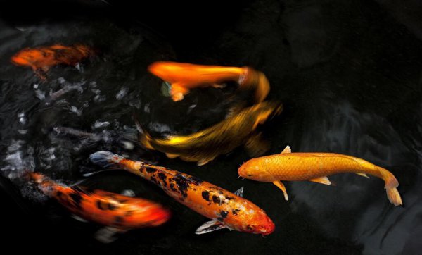 养的鱼的嘴巴烂了怎么办