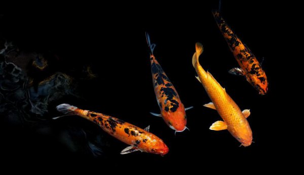 养的鱼的嘴巴烂了怎么办