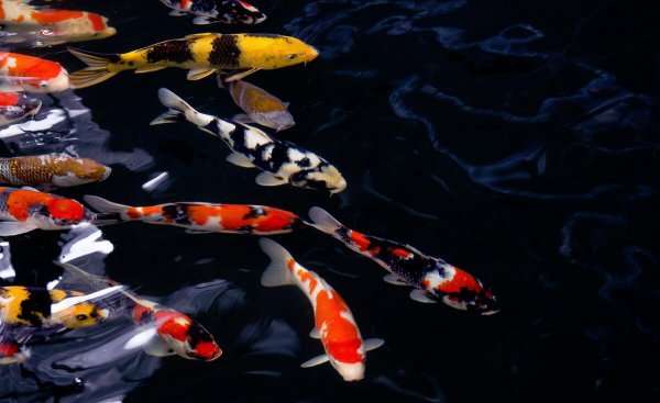 养的鱼的嘴巴烂了怎么办