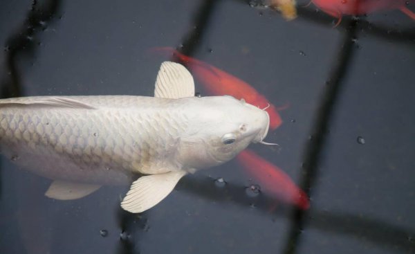 养的鱼的嘴巴烂了怎么办