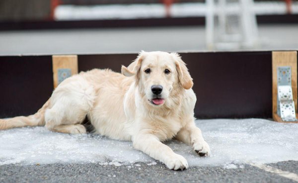 十大适合家养的狗有哪些