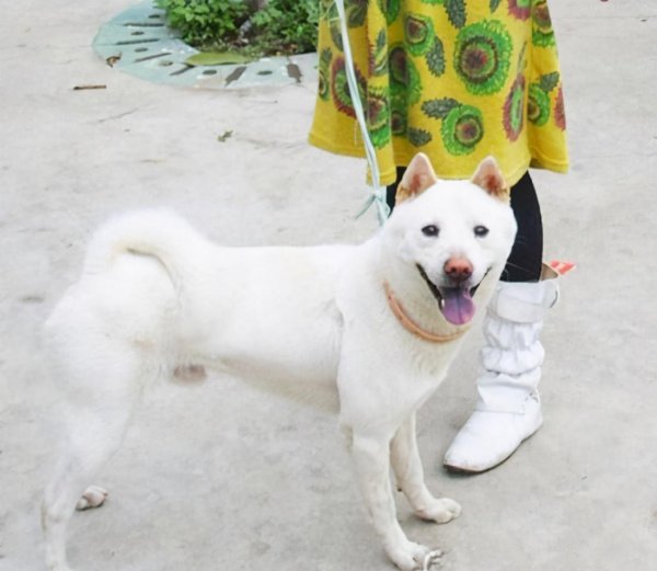 十大适合家养的狗有哪些