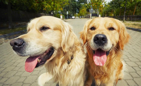 十大适合家养的狗有哪些