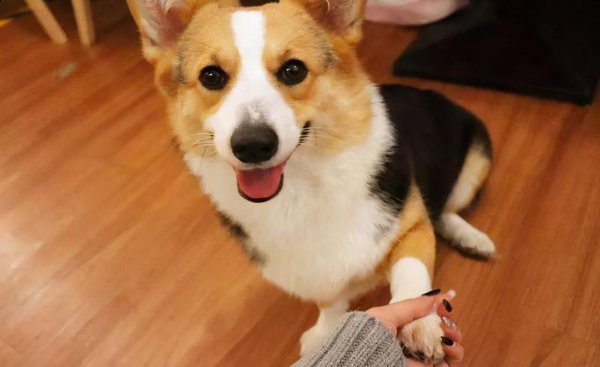 十大适合家养的狗有哪些