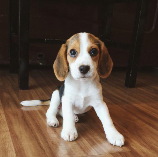 十大适合家养的狗有哪些