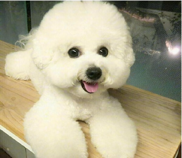 十大适合家养的狗有哪些