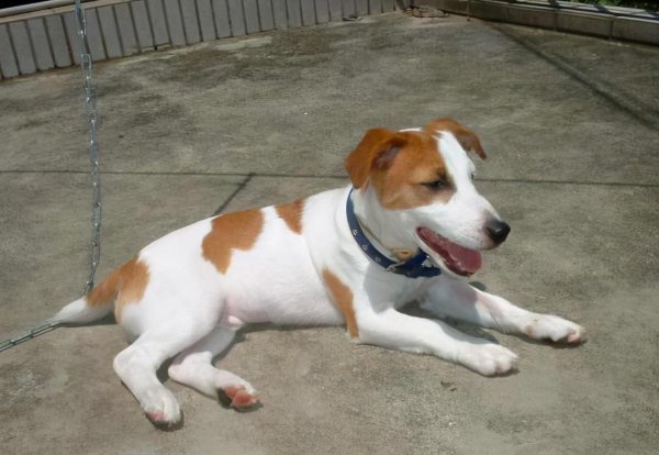 十大适合家养的狗有哪些