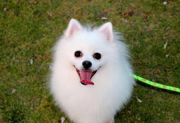 十大适合家养的狗有哪些