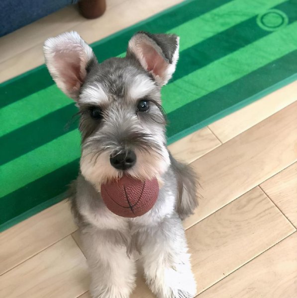 十大适合家养的狗有哪些