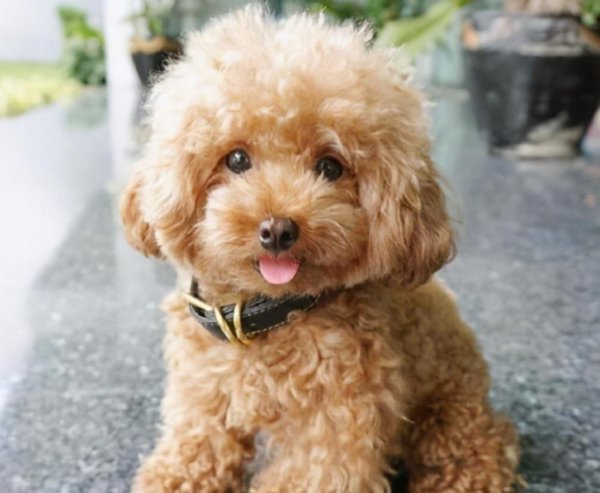 十大适合家养的狗有哪些