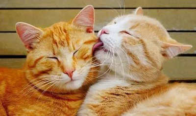 猫喜欢接近有福报的人 猫找主人会有福气是真的吗