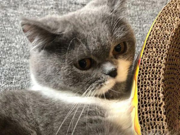 猫喜欢接近有福报的人