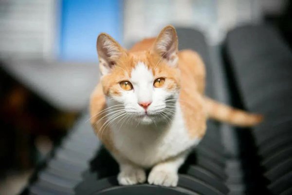 猫喜欢接近有福报的人