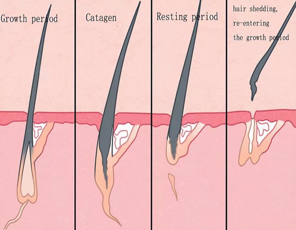 人的头发大概有多少根头发