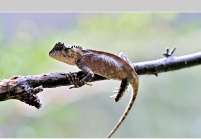 会变色的动物有哪些 会变色的丽棘蜥是一种什么动物