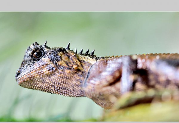 会变色的动物有哪些