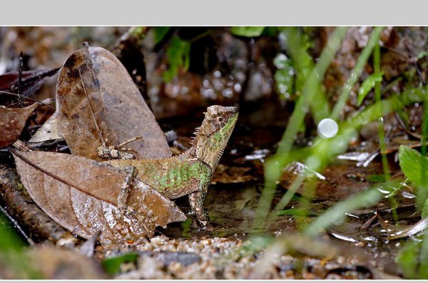 会变色的动物有哪些