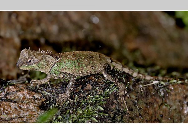 会变色的动物有哪些