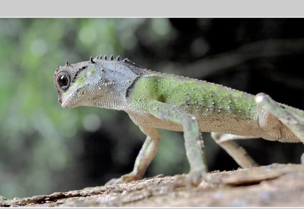 会变色的动物有哪些