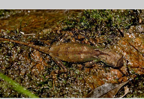 会变色的动物有哪些