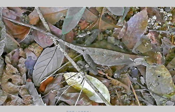 会变色的动物有哪些