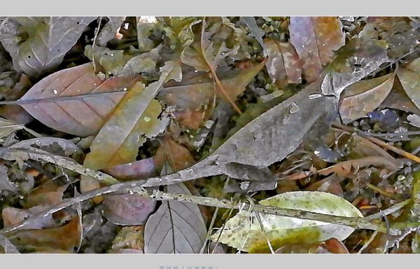 会变色的动物有哪些