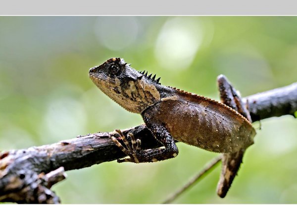 会变色的动物有哪些