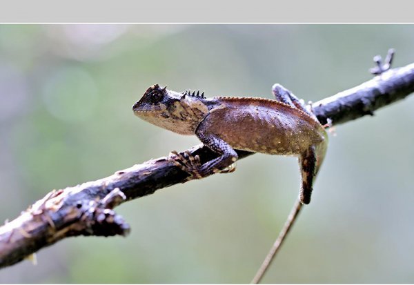 会变色的动物有哪些