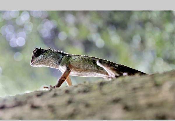 会变色的动物有哪些