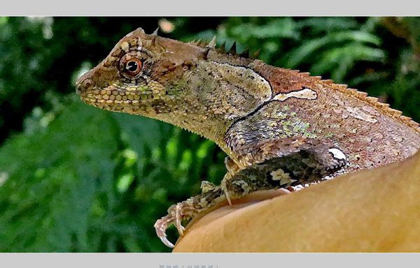 会变色的动物有哪些