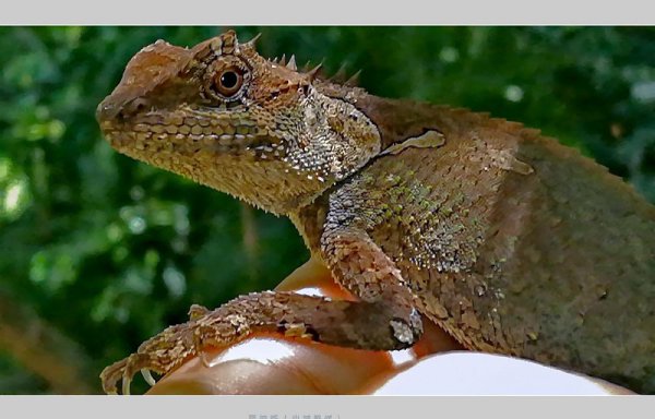 会变色的动物有哪些